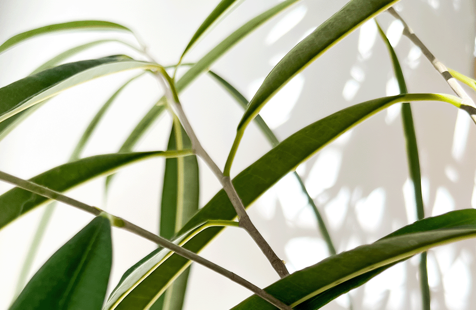 Photo of a plant with shadows created by the rays of light shining through